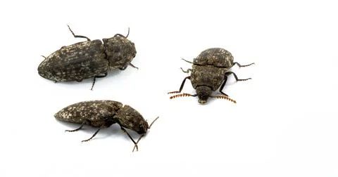 Three different views of the insect, Agrypnus murinus, agrypnus binodulus Foto stock