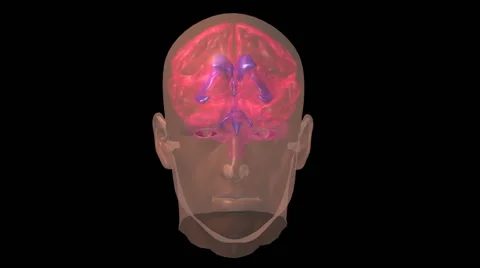 Three-dimensional animations showing the human brain and its ventricles 動画素材 64804339