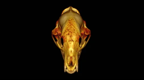 Three-dimensional CT scan of a black bear skull Stock Footage 64804305