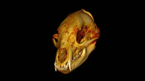 Three-dimensional CT scan of a black bear skull Stockbeeldmateriaal 64804308