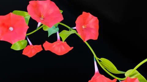 Three-dimensional models of morning glory flowers on a black background. 3d.. Stock Illustration
