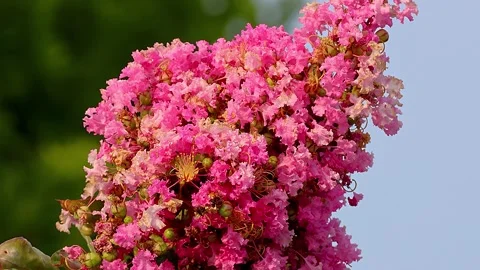 Three-Dimensional Swaying of Crepe Myrtle in Full Bloom in Japanese Summer,Up,4K 库存影片 341194953