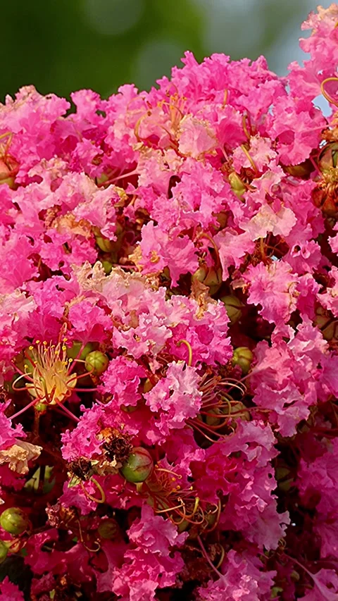Three-Dimensional Swaying of Crepe Myrtle in Full Bloom in Japanese Summer,Up 库存影片 341194954