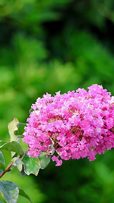 Three-Dimensional Swaying of Crepe Myrtle in Full Bloom in Japanese Summer, MG 库存影片 341195033