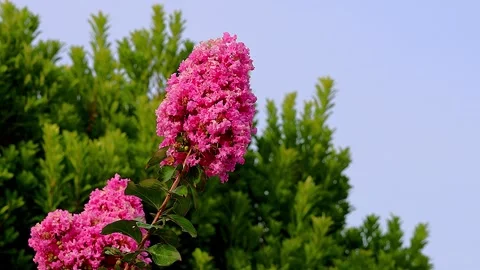 Three-Dimensional Swaying of Crepe Myrtle in Full Bloom in Japanese Summe, BG 库存影片 341195070