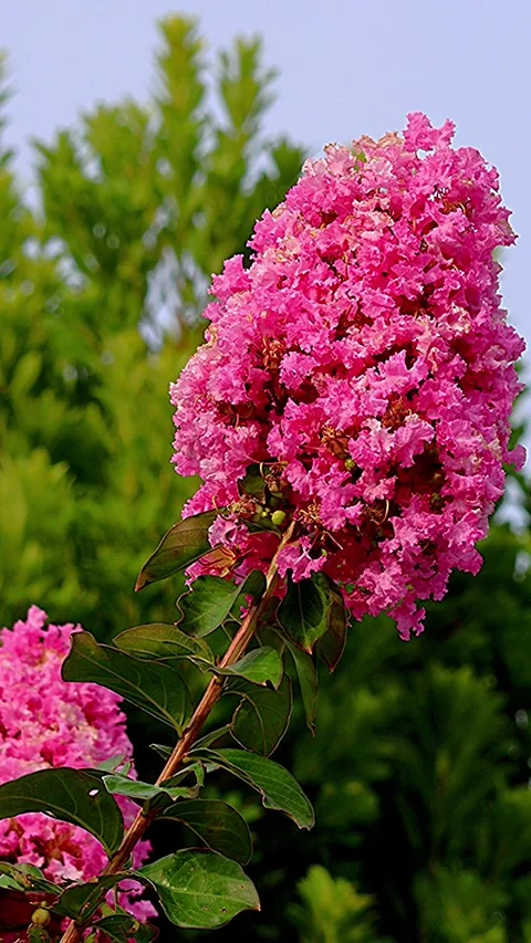 Three-Dimensional Swaying of Crepe Myrtle in Full Bloom in Japanese Summer, BG 库存影片 341195082