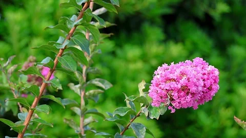 Three-Dimensional Swaying of Crepe Myrtle in Full Bloom in Japanese Summer, MG Video stock 341195323