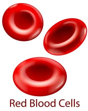 Three Dimensional Vector Illustration of Human Red Blood Cells Stockillustratie
