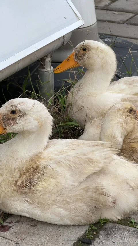 Three Dirty Ducks Resting on a Sidewalk Stock Footage 306529021