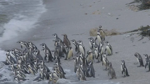 Three dirty penguins getting in the sea with others Stock Footage 116644381