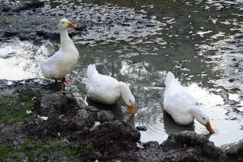 Three dirty white ducks with orange beaks and paws in an artificial pond with Stock Photos
