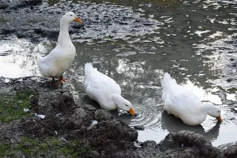 Three dirty white ducks with orange beaks and paws in an artificial pond with Stock Photos