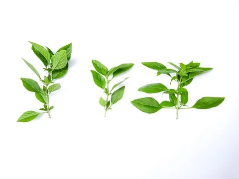 Three distinct herb sprigs on white broad, rounded, and serrated leaves in vi Stock Photos