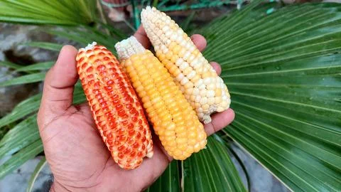 Three Distinct Varieties Of Fresh Corn Cobs Held In Hand Fotos de archivo
