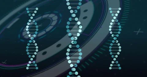 Three DNA helices rotating over HUD display, with rings, grid lines, plus Stock Photos