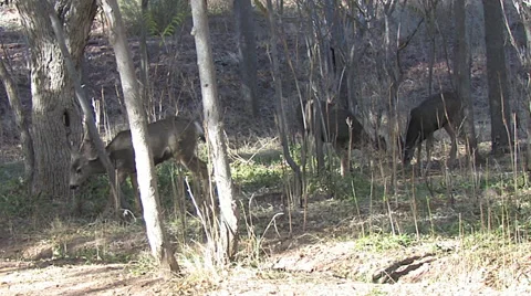 Three Does Feed in Thick Saplings Stock Footage 49672074