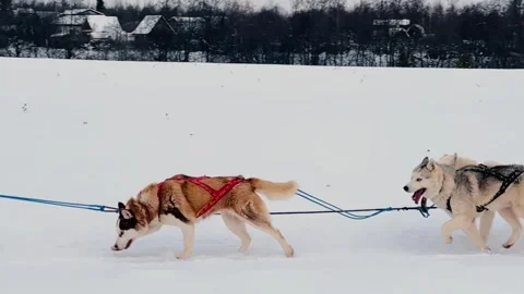 Three dogs are pulling a sled through the snow Stock-Footage 275326140