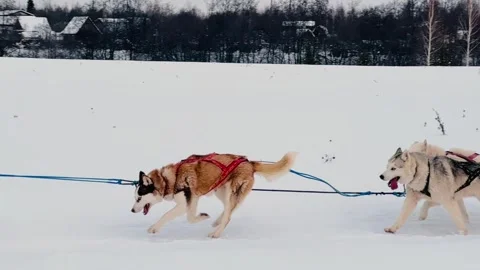 Three dogs are pulling a sled through the snow Stock Footage 276310095