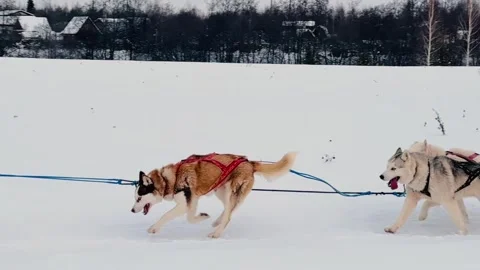 Three dogs are pulling a sled through the snow Vidéo 277258204