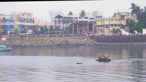 Three dogs are stuck on a tiny island in Mumbai 動画素材 90964490