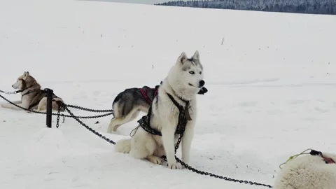 Three dogs are tied to a post in the snow 스톡 동영상 270364874