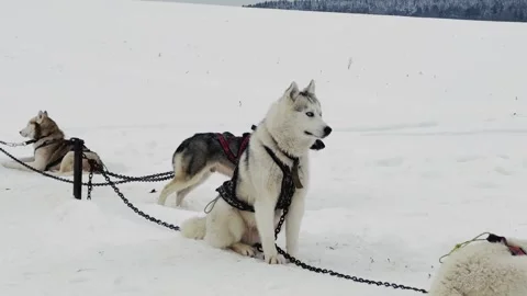 Three dogs are tied to a post in the snow 스톡 동영상 279057034