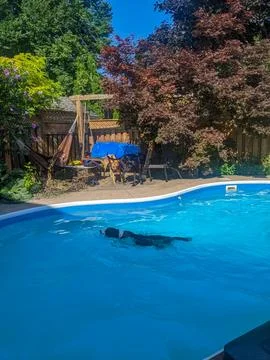 Three dogs in the backyard with one swimming in a pool Stock Photos