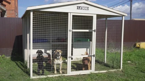 Three dogs barks in the aviary on the backyard of a country house.  Stock Footage 137208577
