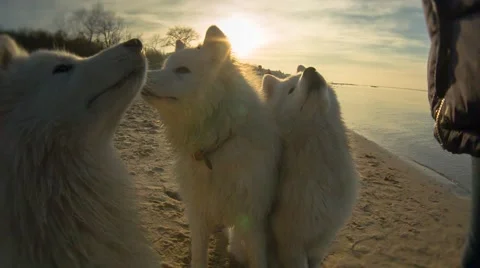 Three Dogs on the Beach Stock Footage 67461823