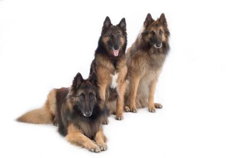 Three dogs, Belgian Shepherd Tervuren, isolated Stock Photos