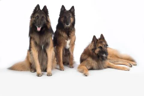 Three dogs, Belgian Shepherd Tervuren, isolated Stock Photos