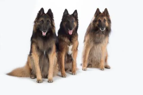 Three dogs, Belgian Shepherd Tervuren, isolated Stock Photos