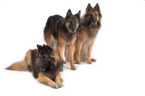 Three dogs, Belgian Shepherd Tervuren, isolated Stock Photos
