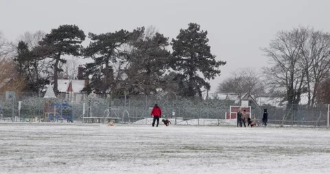 Three dogs chasing each other as their owners stand and watch in snow Stock Footage 148282088