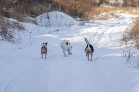 Three dogs chasing each other on a country road Stock Photos