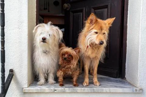 Three dogs at the doorstep Stock Photos