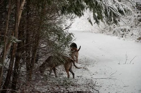 Three dogs exploring a snowy forest trail in winter Foto stock