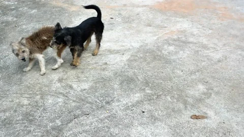 Three dogs fighting and running on gray ground Stock Footage 132788200