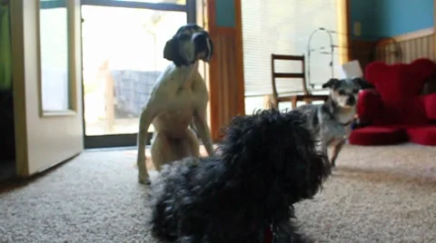 Three dogs Stock Footage 8652889