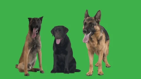 Three dogs on a green screen Video stock 150948421