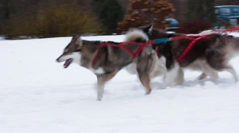 Three dogs  in harness Stock Footage 45142829