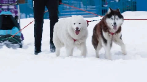 Three dogs  in harness Stock Footage 45142886