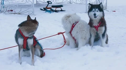Three dogs  in harness Stock Footage 45143222