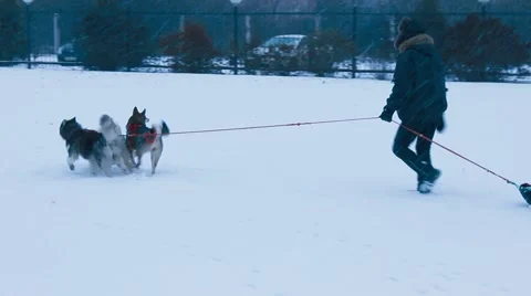 Three dogs  in harness Stock Footage 45143249