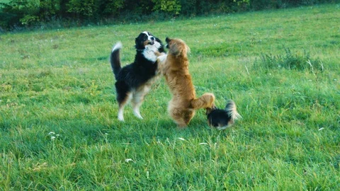 Three Dogs Having Fun And Playing In The Sunset On A Green Grass Field In 4K Stock Footage 109126213