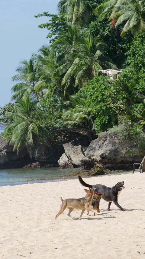Three dogs jumping attacking at flying quadcopter drone on sandy beach. Stock Footage 278848202