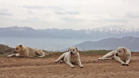 Three dogs (Labrador, retriever) lying on ground, background mountains, Armenia Видео 89303847