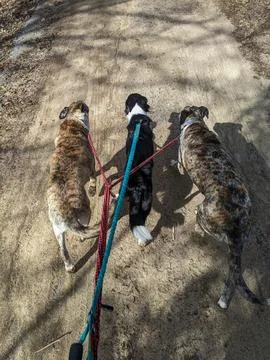 Three Dogs on Leashes Walk Down a Dirt Road Foto stock