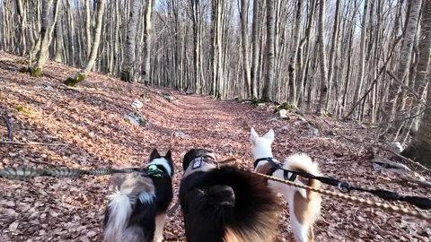 Three dogs on leashes walking along a trail covered with autumn leaves. Stock Footage 311647252