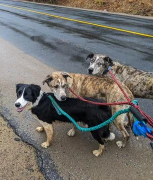 Three Dogs on Leashes Walking Down the Side of a Road Stop to Look at Something Stock Photos